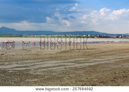 Group Of Flamingos At The Salk Lake In Larnaca, Cyprus.
