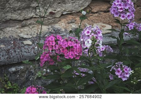 Pink And Purple Phlox On The Background Of The Old Wall. Garden Flowers. Phlox Flowers.