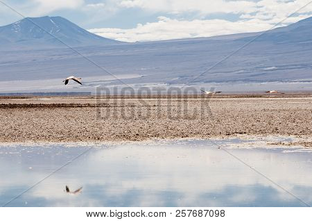 Chaxa Lagoon - Atacama Region - Chile