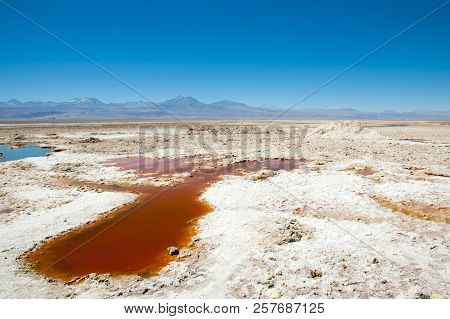 Chaxa Lagoon - Atacama Region - Chile