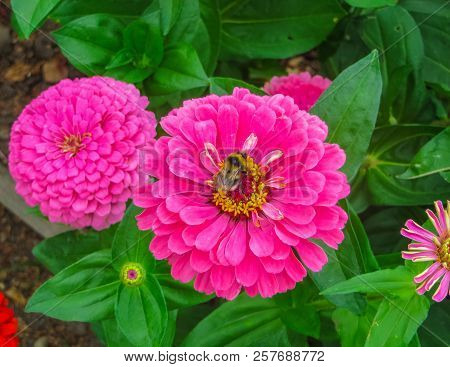 Colorful Beautiful Flowers Of Zinnia In The City Park.