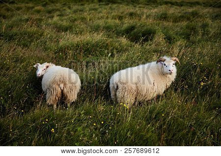 Two Icelandic Sheeps. Sheep Grazing On The Field In Iceland