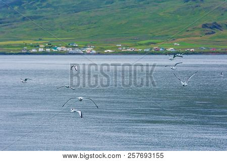 Arctic Tern At  Borgarfjördur Eystri Fjord Marina, Iceland