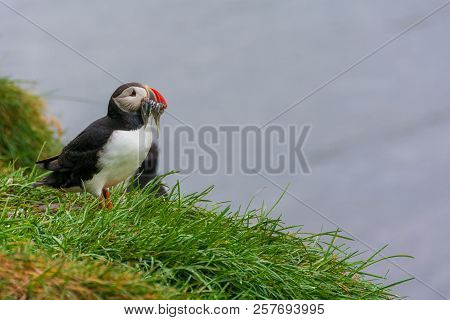 Puffins At  Borgarfjördur Eystri Fjord Marina, Iceland