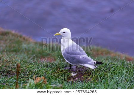 Arctic Tern At  Borgarfjördur Eystri Fjord Marina, Iceland