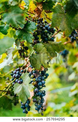 Bunch Of Green And Purple Grapes On The Vine With Leaves.