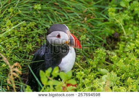 Puffins At  Borgarfjördur Eystri Fjord Marina, Iceland