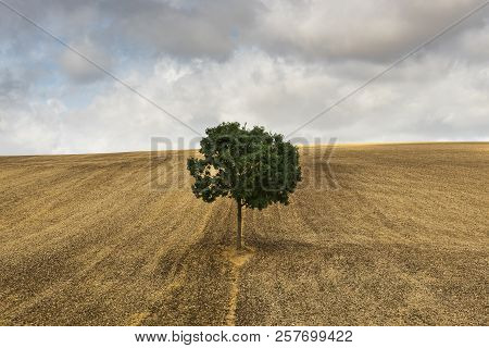 Lonely Tree  On A Derelict Field Near Auxerre In France.