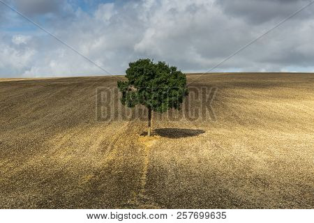Lonely Tree  With Shadow On A Derelict Field Near Auxerre In France.