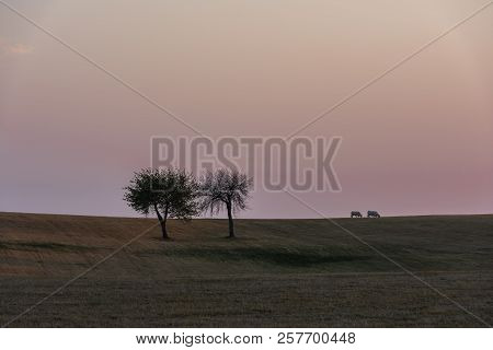 Two Trees On A Field Together With Two Cows During Sunset.