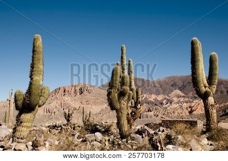 Field Of Cardon Cactus - North Argentina