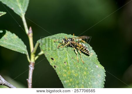 On The Fruit Tree Leaf Of The Southern Paper Eraser (polistes Dominula).