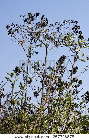 Privet (ligustrum Vulgare). The Fall, Black Privet Berries In The Bushes.