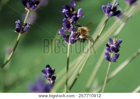 With Its Trunk The Bumblebee Sucks The Tasty Lavender Nectar