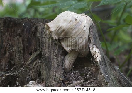 Pluteus Sp. Mushroom On An Old Stub