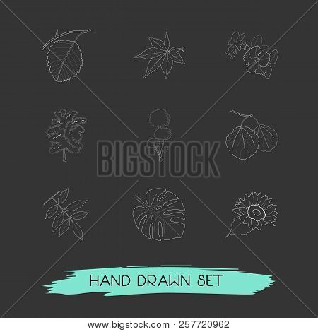 Set Of Nature Icons Line Style Symbols With Decorative Tree, Sunflower, Tropical Leaf And Other Icon