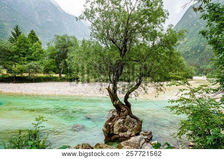 Tree Growing From A Rock On The River In Slovenia.