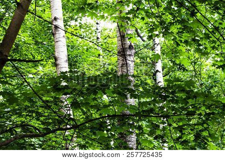 View Of Green Dense Forest With Maple Branches And Birch Trunks In Timiryazevskiy Park Of Moscow On 