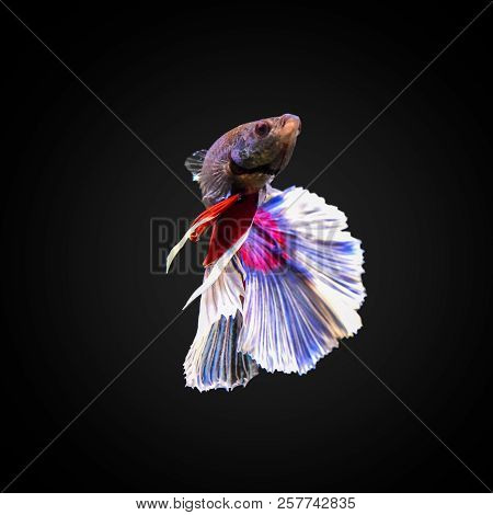 Siamese Fighting Fish