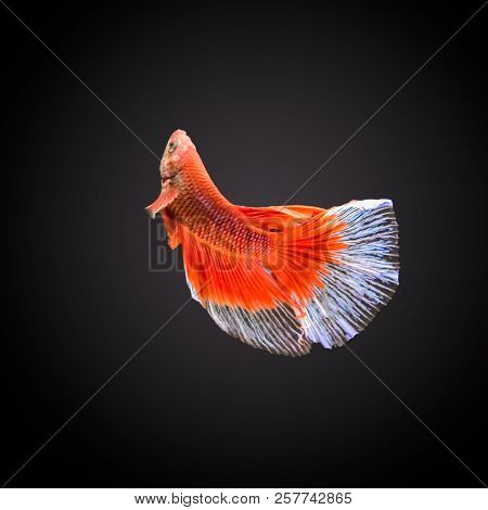 Siamese Fighting Fish