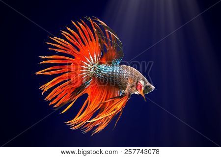 Siamese Fighting Fish