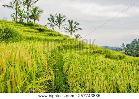 Beautiful Jatiluwih Rice Terraces Against The Background Of Famous Volcanoes In Bali, Indonesia