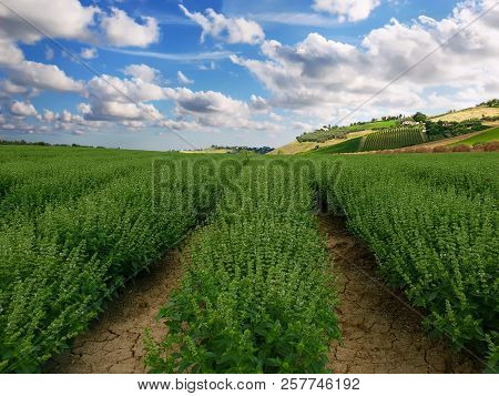 Basil Crops At Sunrise. Dipsacum (teasel) Flower In Coriano, Emilia Romagna Countryside, Italy