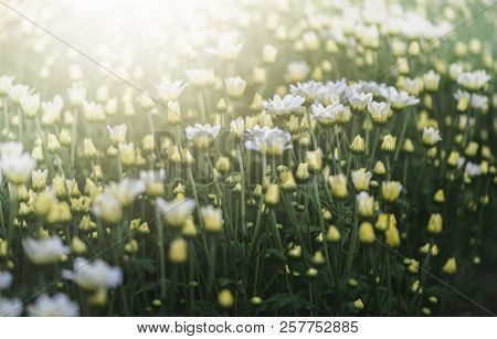 White And Yellow Chrysanthemum Flower In Garden
