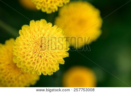 Closed Up Of Small Yellow Chrysanthemum Flower On Top View