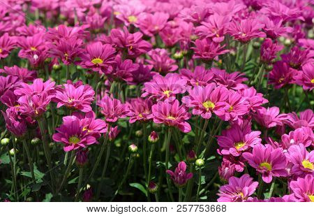 Pink  Chrysanthemum Flower In Garden