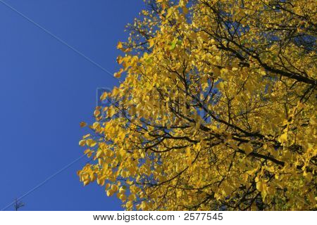 Golden Tree