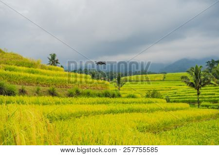 Beautiful Jatiluwih Rice Terraces Against The Background Of Famous Volcanoes In Bali, Indonesia
