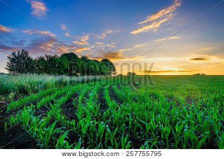 Sunset over a maize field of the Orne countryside, Normandy France