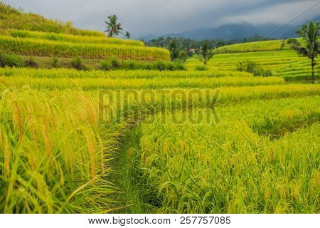 Beautiful Jatiluwih Rice Terraces Against The Background Of Famous Volcanoes In Bali, Indonesia