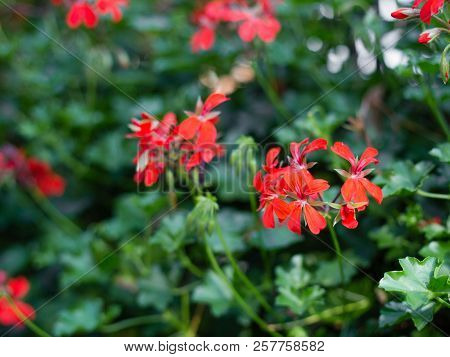 Beautiful Red Hybrid Ivy-leaf Geranium Flowers Pelargonium Peltatum On Flowerbed. Pelargonium Peltat
