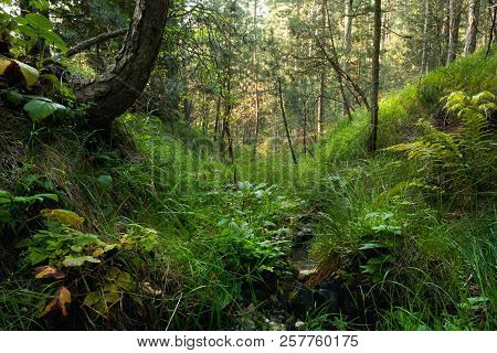 Stream In Forest Nature. Green Forest Stream. Nature. Stream. Natural Environment. Forest Nature. Br