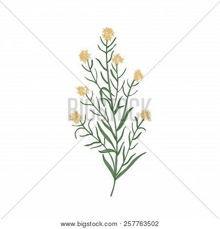 Wallflower Isolated On White Background. Realistic Botanical Drawing Of Beautiful Tender Flower, Flo