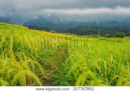 Beautiful Jatiluwih Rice Terraces Against The Background Of Famous Volcanoes In Bali, Indonesia