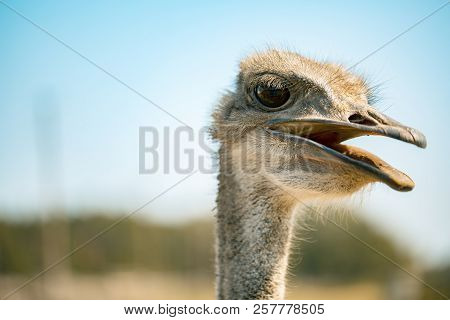 Ostrich Bird Head And Neck Front Portrait In The Park
