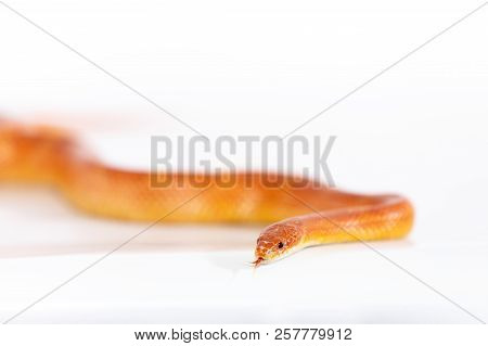 Beautiful Corn Snake Isolated On White Background