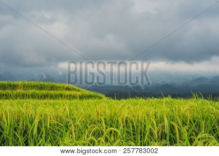 Beautiful Jatiluwih Rice Terraces Against The Background Of Famous Volcanoes In Bali, Indonesia