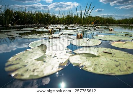 Water Lilies With Green Leaves Floating On The Mirrored Water Surface Of A Water Channel In The Hola