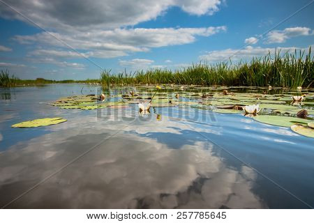 Water Lilies With Green Leaves Floating On The Mirrored Water Surface Of A Water Channel In The Hola