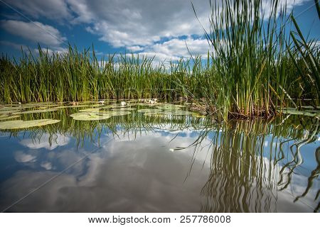 Water Lilies With Green Leaves Floating On The Mirrored Water Surface Of A Water Channel In The Hola