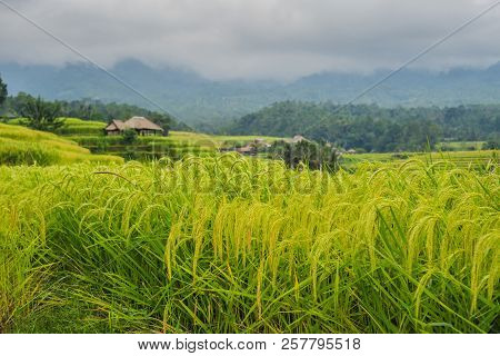 Beautiful Jatiluwih Rice Terraces Against The Background Of Famous Volcanoes In Bali, Indonesia