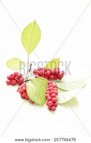 Branches Of Red Schisandra. Clusters Of Ripe Schizandra On White Background