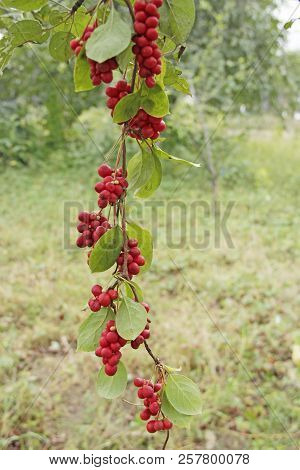 Branches Of Red Schisandra. Schizandra Chinensis Plant With Fruits On Branch