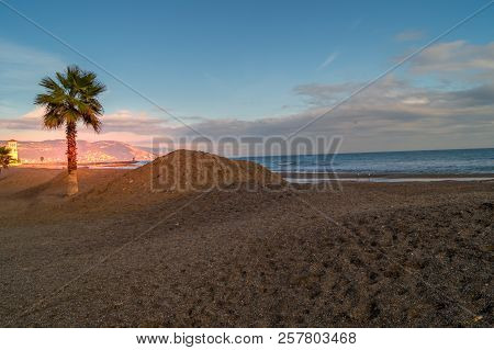 Palms On Italian Beach In Winter