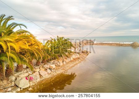 Palms On Italian Beach In Winter