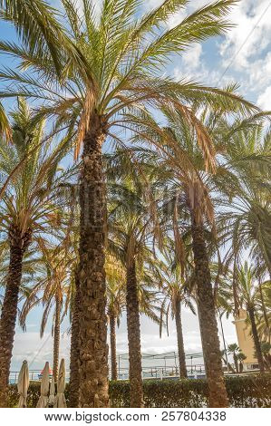 Palms On Italian Beach In Winter